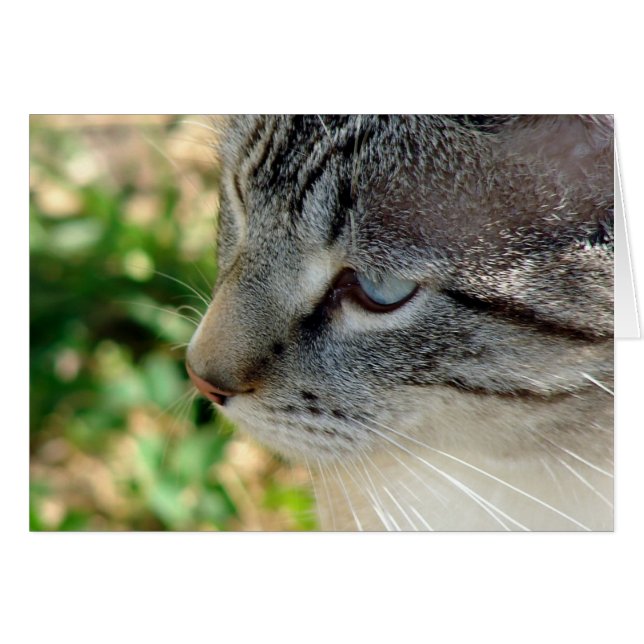 Blue Eyes Kitty (Anverso (Horizontal))