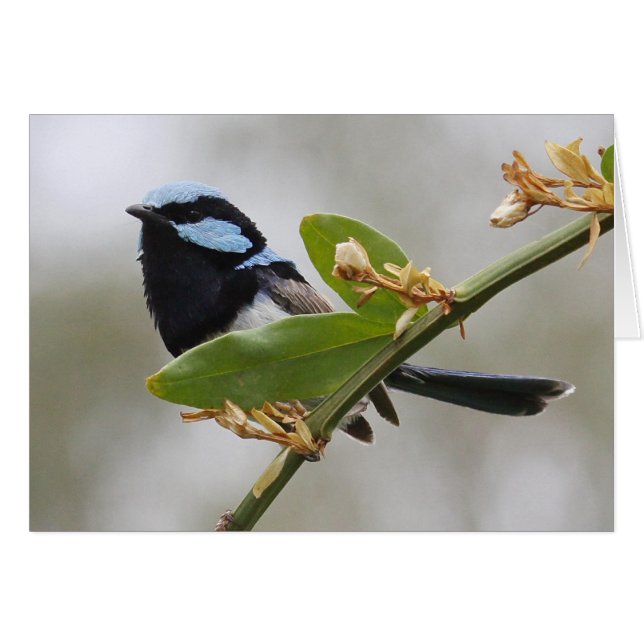 Blue Fairy Wren (Anverso (Horizontal))