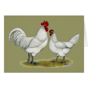 Blue Foot Chickens