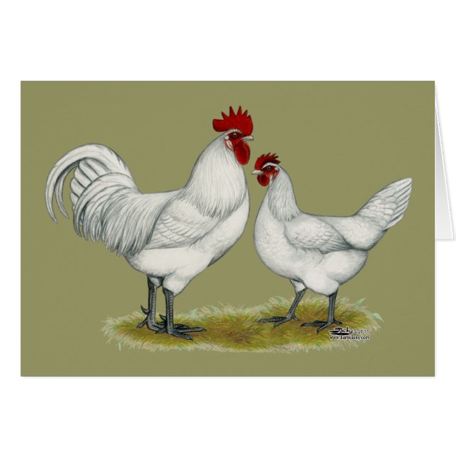 Blue Foot Chickens (Anverso (Horizontal))