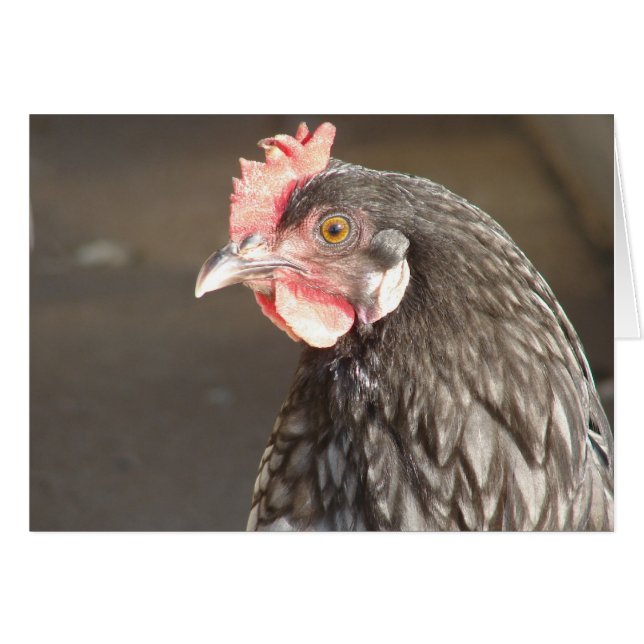 Blue Hen (Anverso (Horizontal))