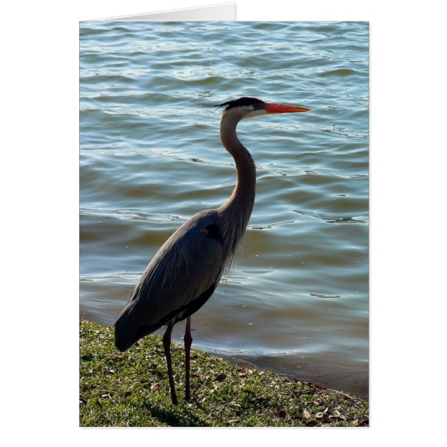 Blue Heron (Frente)