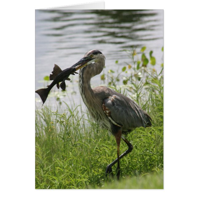 BLUE HERON (Frente)