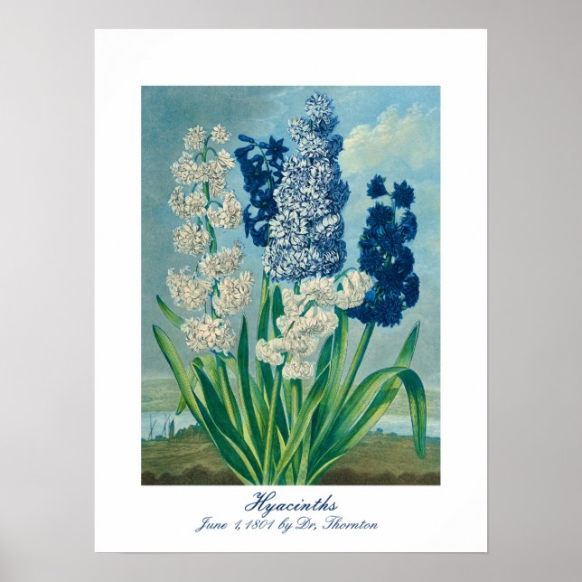Blue Hyacinths Arte Botánico Vintage (Frente)