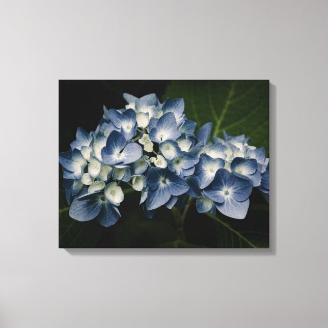 Blue Hydrangea 8514 Lienzo envuelto (Anverso)