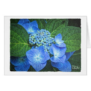 Blue Hydrangea Flor/Floral/acuarela