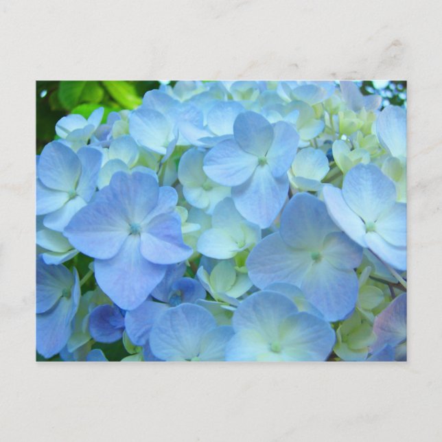 Blue Hydrangea Flores postales Tarjetas postales f (Anverso)