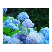 Blue Hydrangea Flores posters de arte