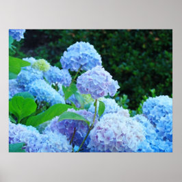 Blue Hydrangea Flores posters de arte