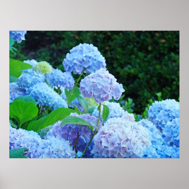 Blue Hydrangea Flores posters de arte (Frente)