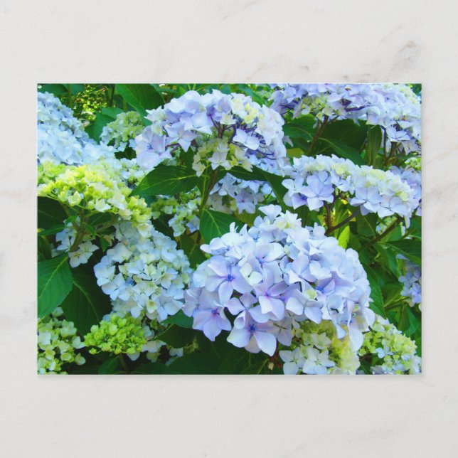 Blue Hydrangea Flowers Tarjetas postales Jardín Bo (Anverso)