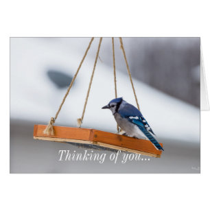 Blue Jay Lunch Thinking Of You Card