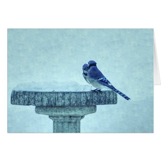Blue Jays Winter Feeding Painterly Tarjeta de salu (Anverso (Horizontal))