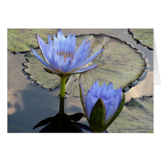 Blue Lotus Duet (Anverso (Horizontal))