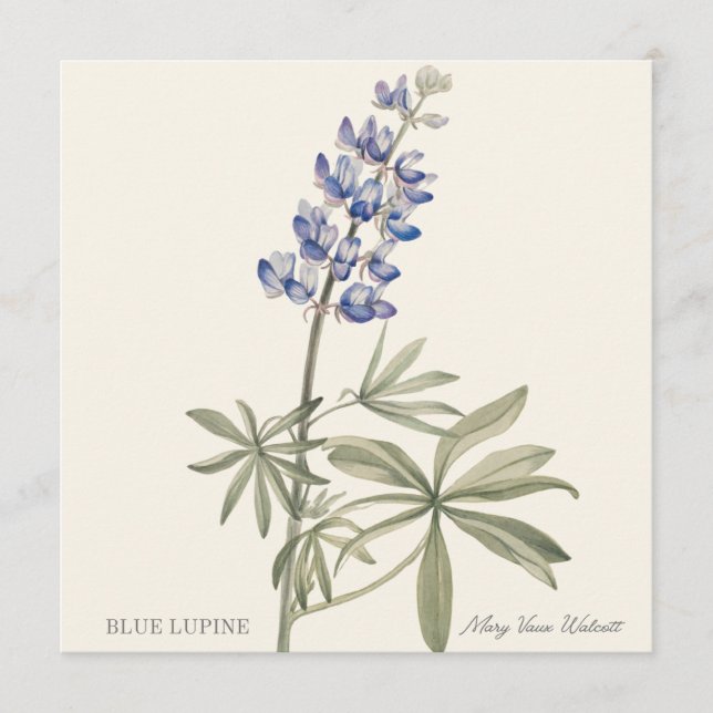 Blue Lupine by Mary Walcott (Anverso)