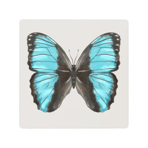 Blue Morpho Mariposa Inspira Arte Naturaleza Amant