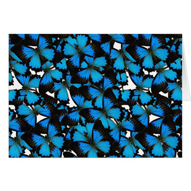 Blue Mountain Swallowtail (Anverso (Horizontal))