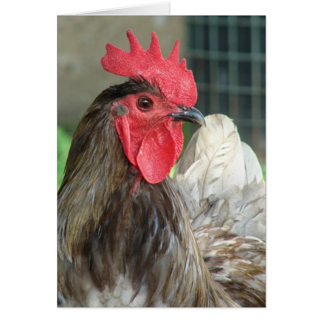 Blue Orpington Rooster (Frente)