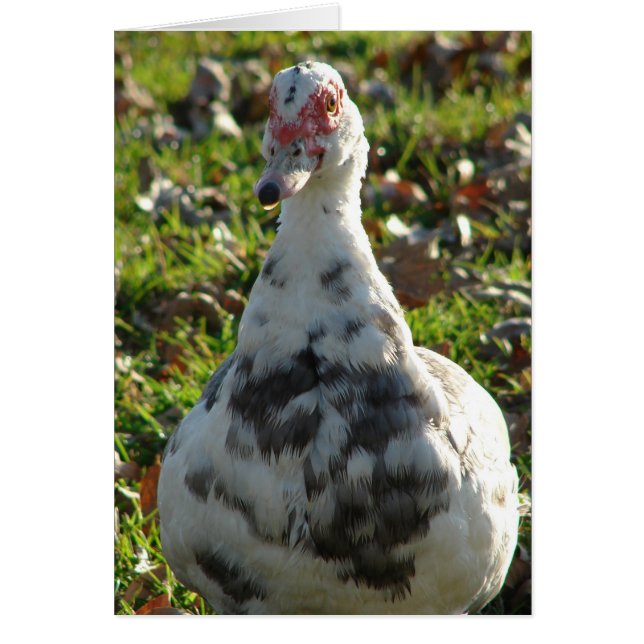 Blue Pied Muscovy Hen (Frente)