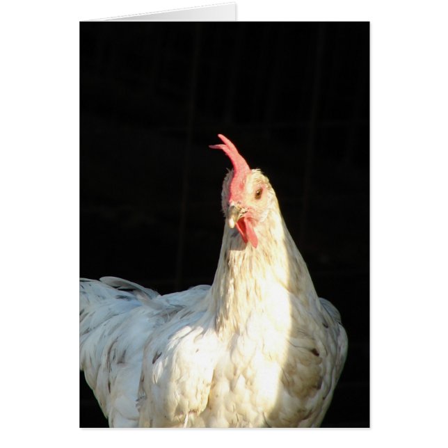 Blue Splash Hen (Frente)