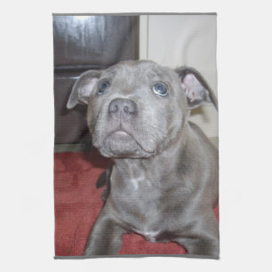Blue_Stafforshire_Bull_Terrier_Puppy, Toallas de T