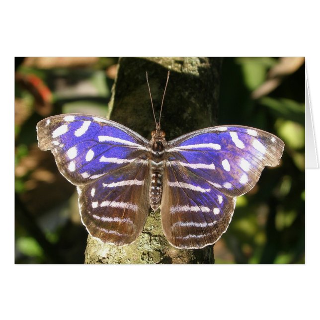 Blue Wave Butterly (Anverso (Horizontal))