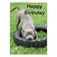 Blue Young Staffordshire Bull Terrier, Tarjeta Bda