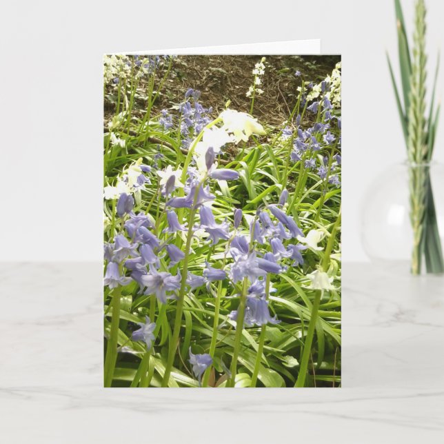 Bluebell Photos / detalles 2 - Tarjeta de primaver (Anverso)