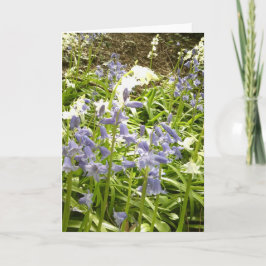Bluebell Photos / detalles 2 - Tarjeta de primaver