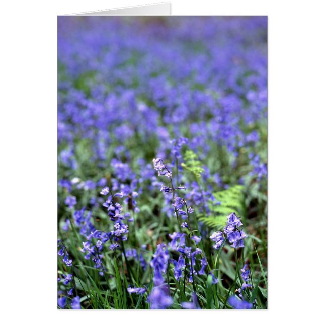 Bluebells (Frente)