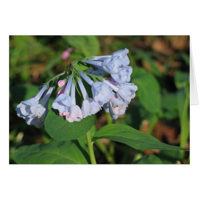 Bluebells (Anverso (Horizontal))