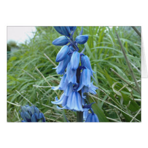 Bluebells