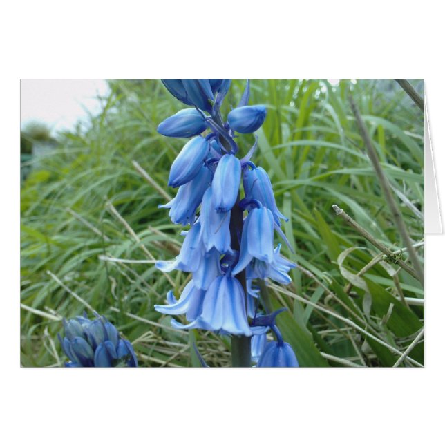 Bluebells (Anverso (Horizontal))