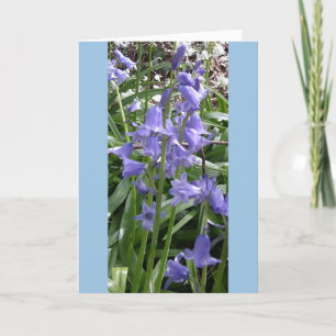 Bluebells Cerrar tarjeta de fotos - Alto