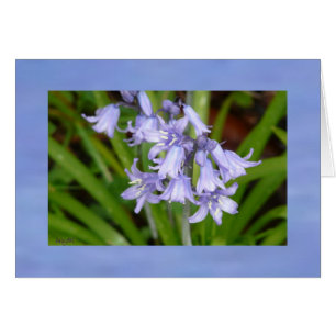Bluebells de la primavera
