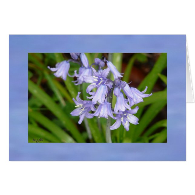 Bluebells de la tarjeta de saludo de primavera AH2 (Anverso (Horizontal))