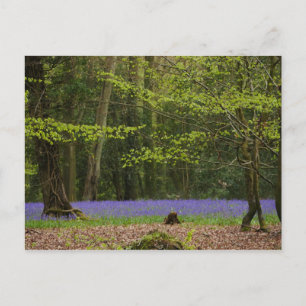 Bluebells en la postal Beech Woodland