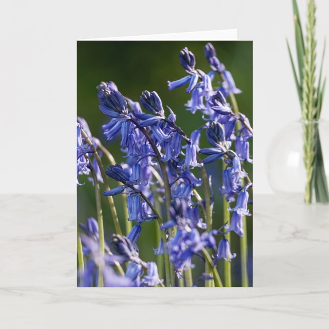 Bluebells - Tarjeta de saludo (Anverso)