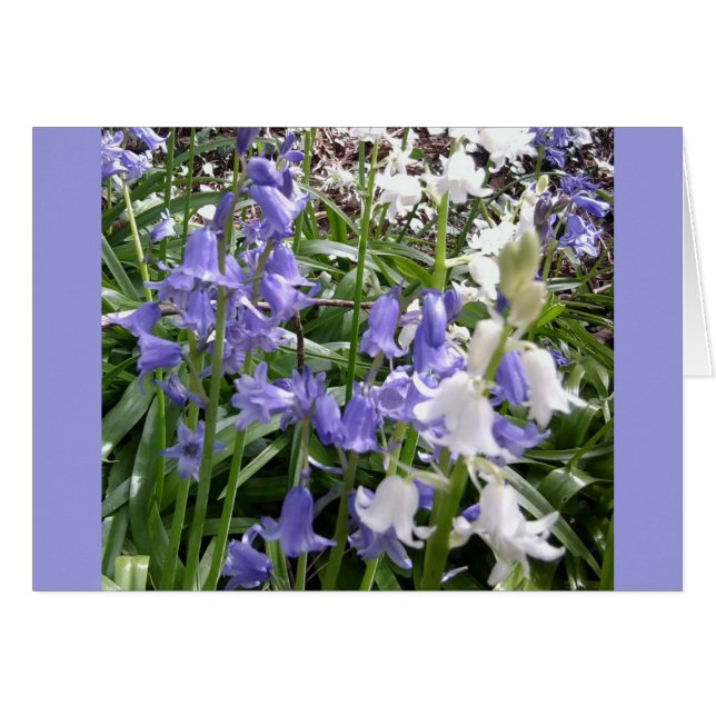 Bluebells x tarjeta de 3 fotos (Anverso (Horizontal))