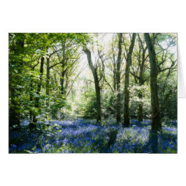 Bluebells y rayos solares primaverales