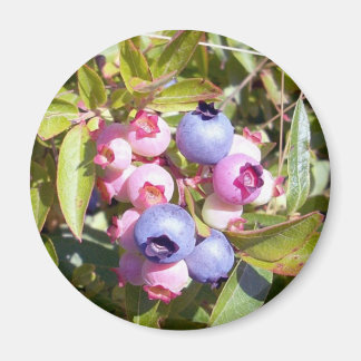 Blueberries 1 imán
