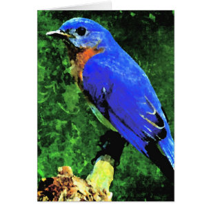 Bluebird All Occasis