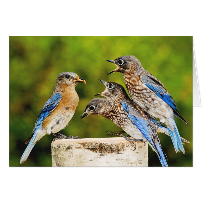 Bluebird del este (Anverso (Horizontal))