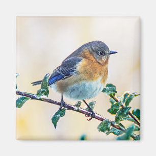 Bluebird del este en el imán del cuadrado del