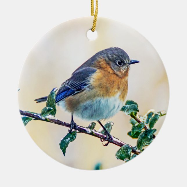 Bluebird del este en el ornamento del acebo (Frente)