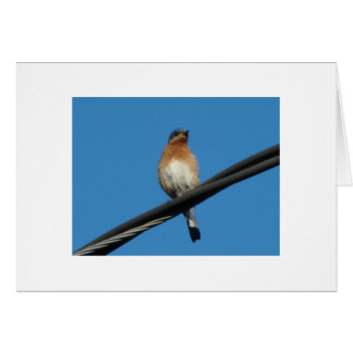 Bluebird, deseándole un día de felicidad