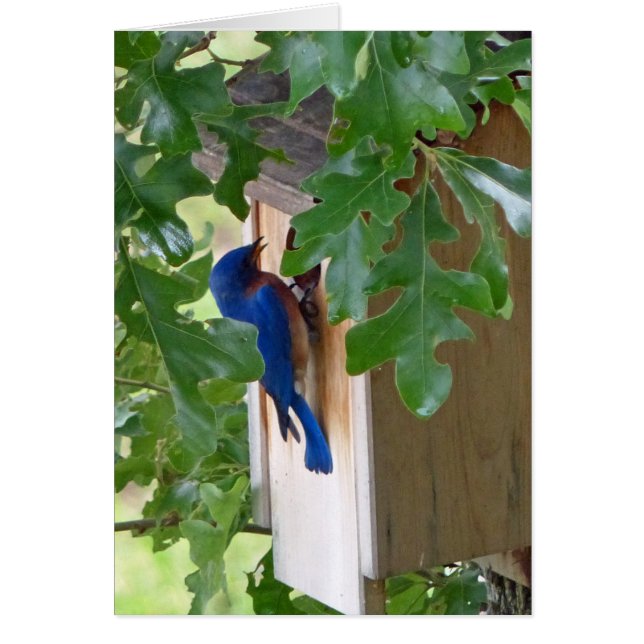 Bluebird en casa (Frente)