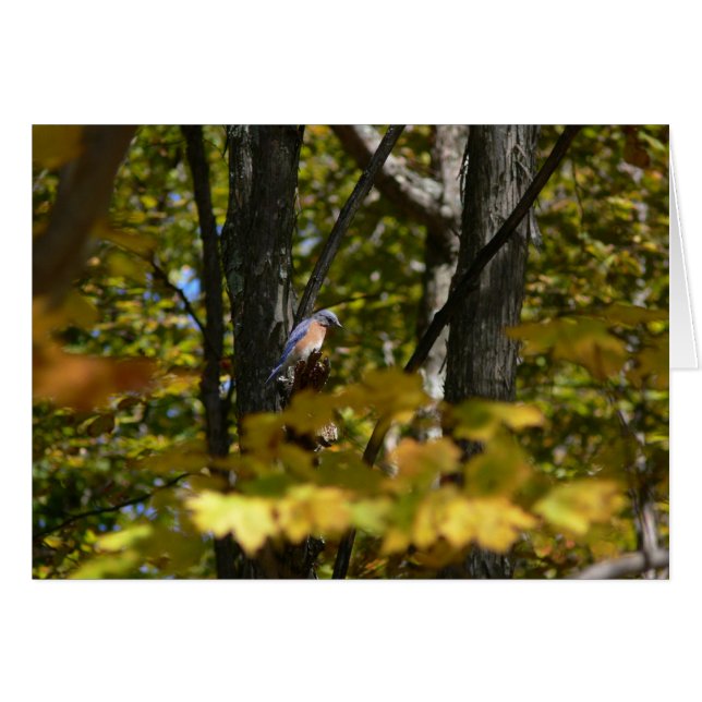 Bluebird en el Sun (Anverso (Horizontal))