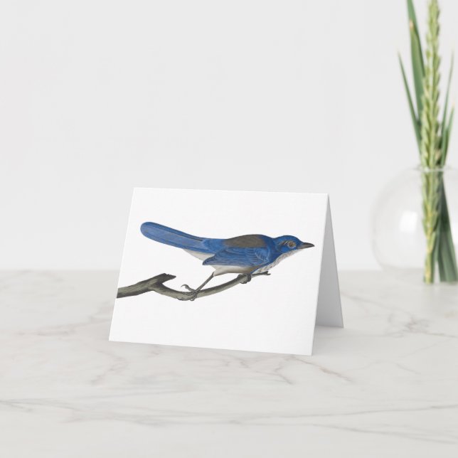 Bluebird Notecard (Anverso)