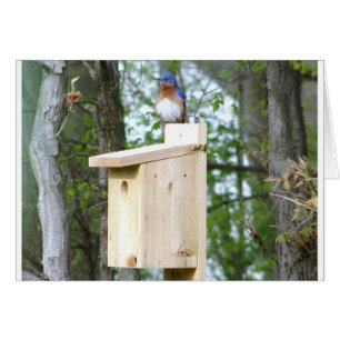 Bluebird Rufled Feathers